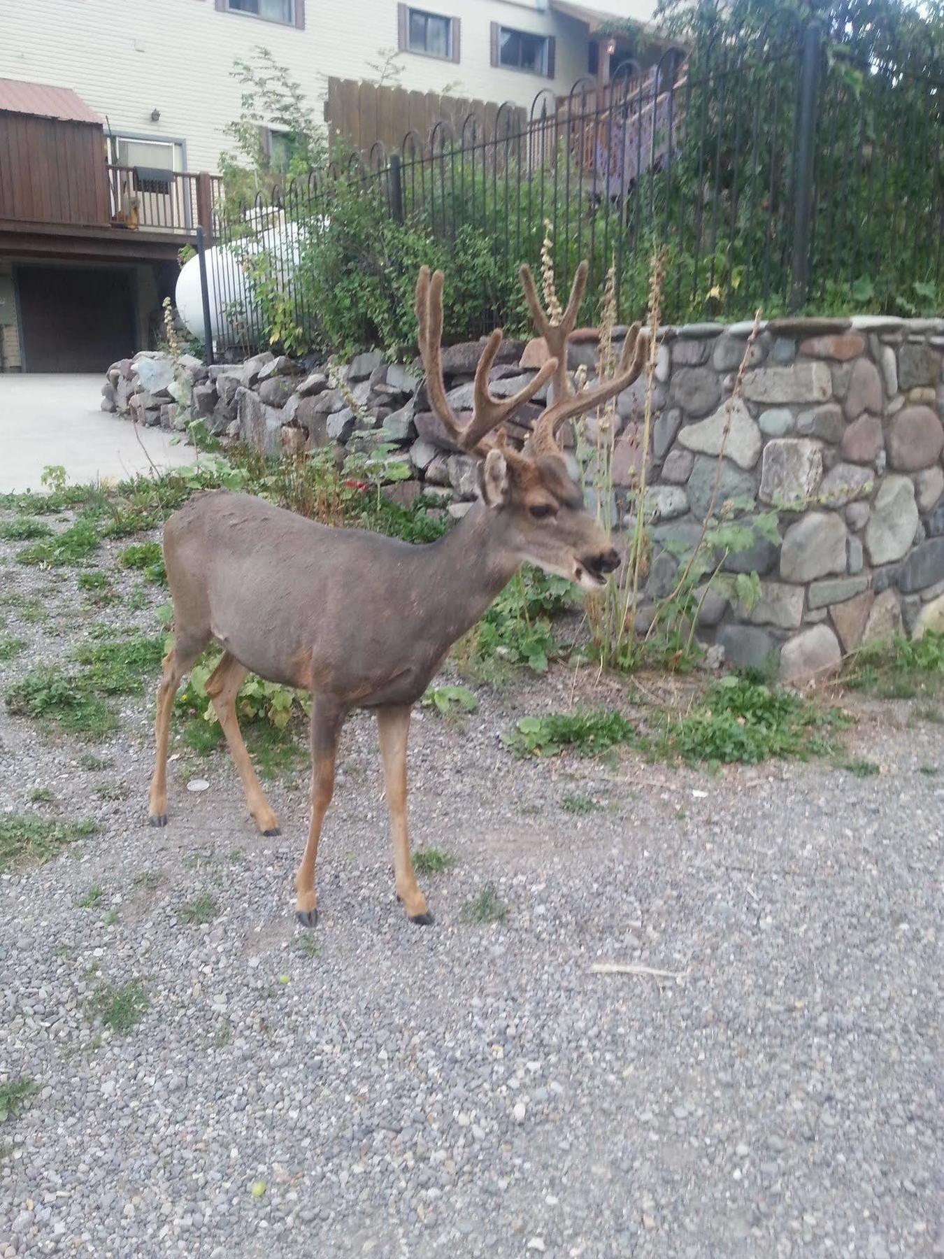 Rivers Edge Motel Lodge & Resort Ouray Exterior photo